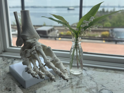 anatomical foot bones