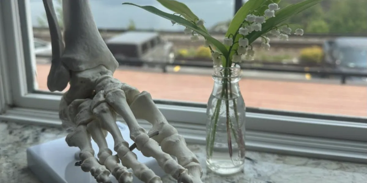 anatomical foot bones